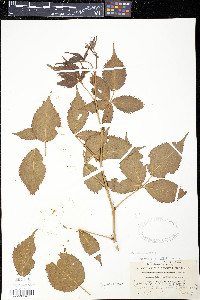 Rubus canadensis image