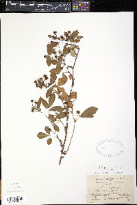 Rubus canadensis image