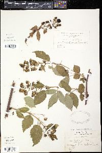 Rubus canadensis image