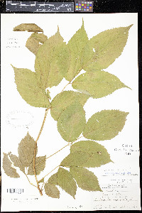 Rubus canadensis image