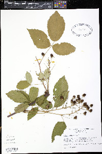 Rubus canadensis image