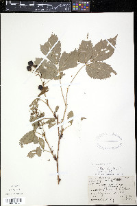 Rubus canadensis image