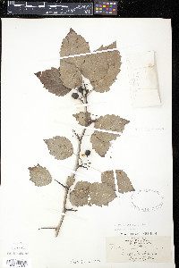 Crataegus pedicellata image