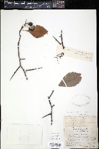 Crataegus pedicellata image