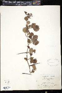 Crataegus pedicellata image