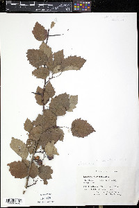 Crataegus pedicellata image