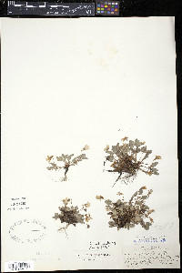 Viola arenaria image