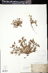 Viola arenaria image