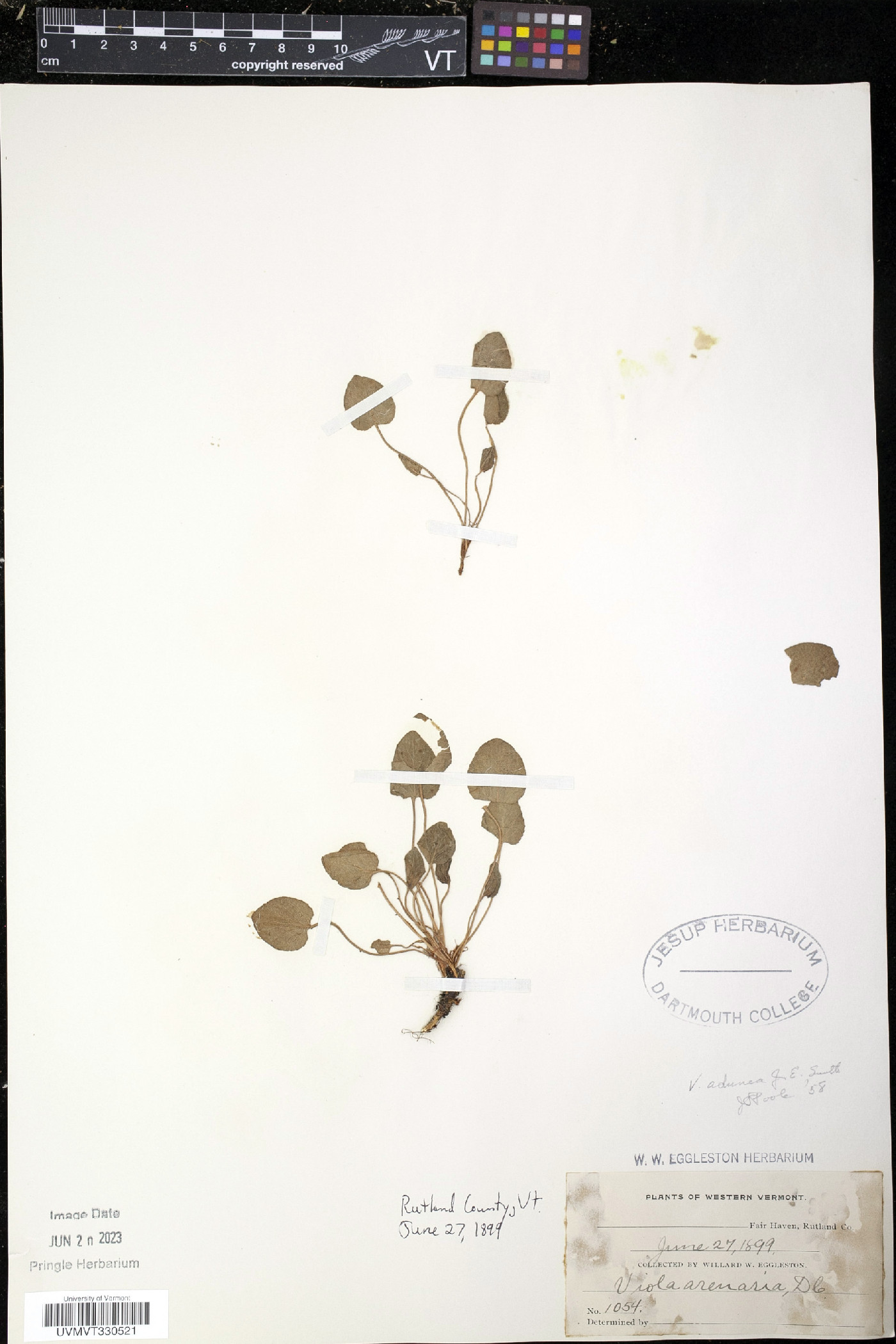 Viola arenaria image