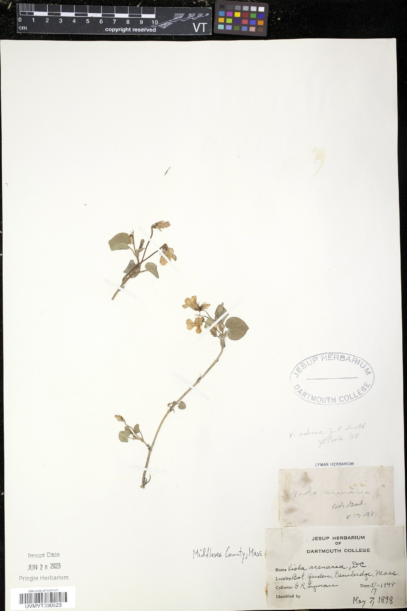 Viola arenaria image