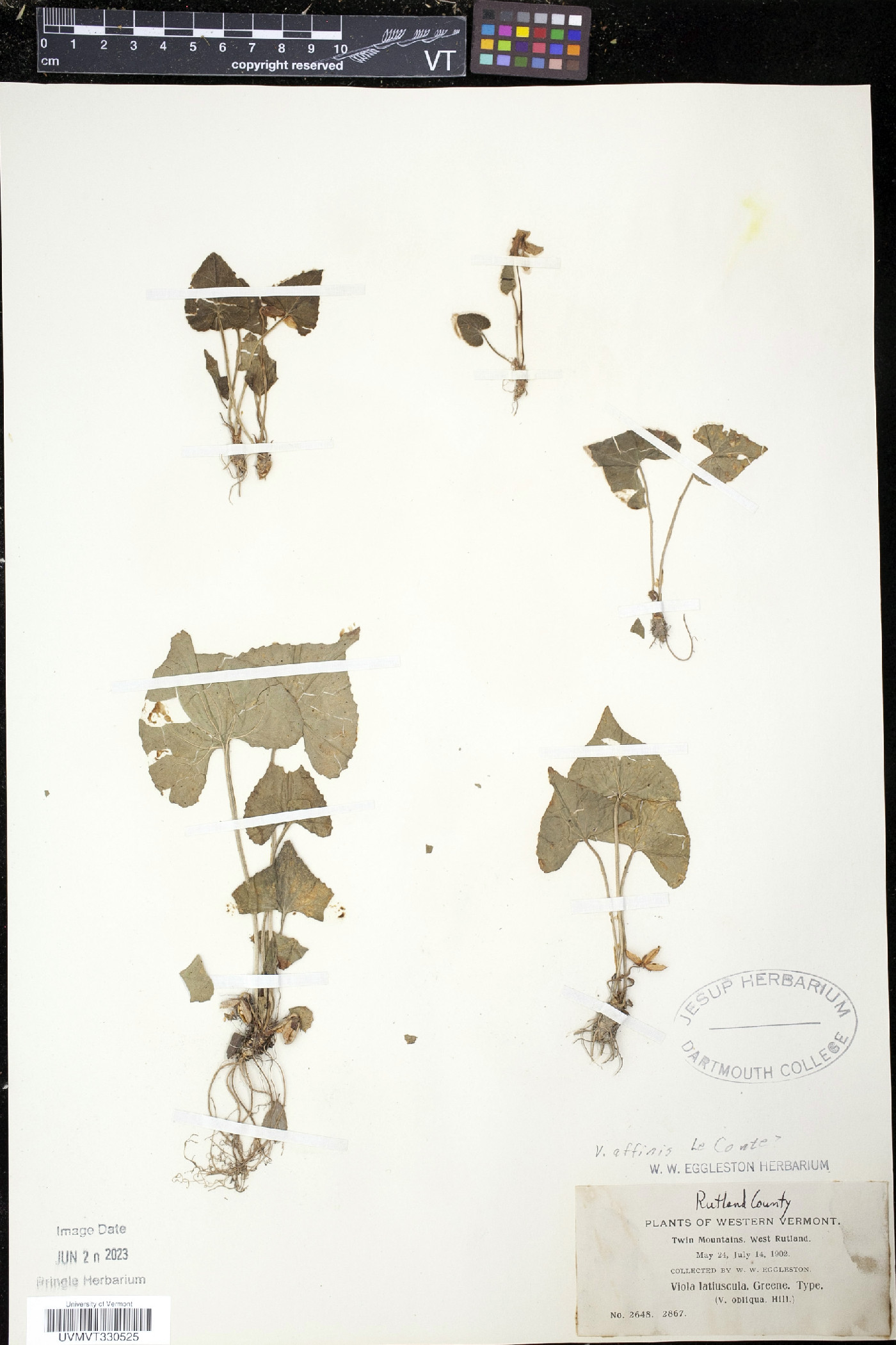 Viola arenaria image