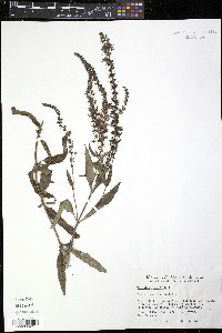 Veronica longifolia image