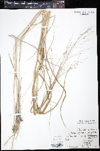 Panicum virgatum var. spissum image