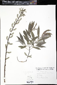 Salix sericea image