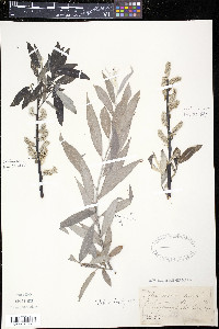 Salix sericea image