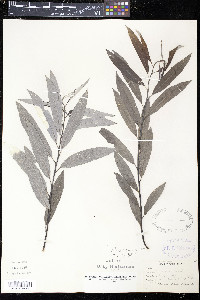 Salix sericea image