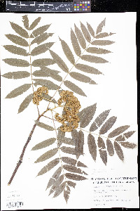 Sorbus americana image