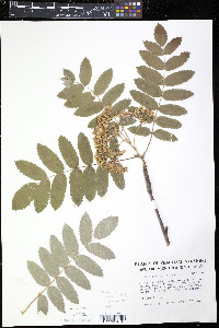 Sorbus decora image