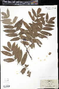 Sorbus decora image