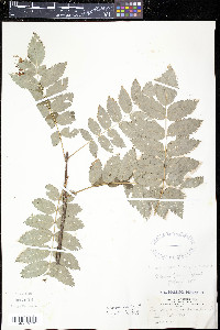 Sorbus decora image