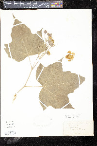 Rubus odoratus image