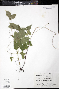 Rubus pubescens image