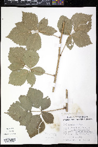 Rubus flagellaris image