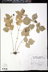 Rubus flagellaris image