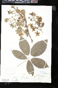 Rubus flagellaris image