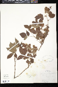 Rubus flagellaris image