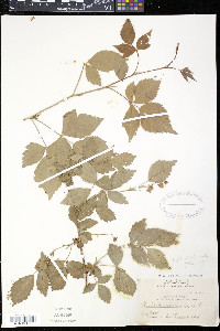 Rubus flagellaris image