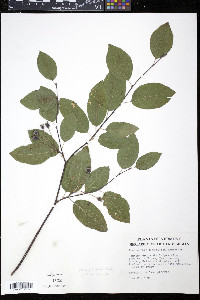 Amelanchier x neglecta image