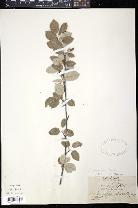 Amelanchier stolonifera image