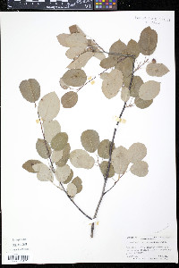 Amelanchier stolonifera image