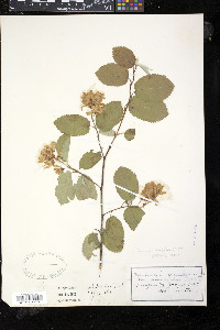 Amelanchier sanguinea image