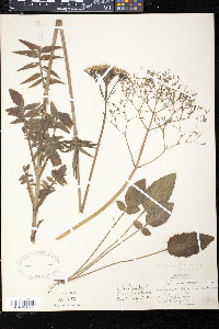 Valeriana uliginosa image