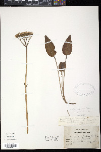 Valeriana uliginosa image