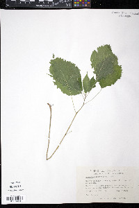 Laportea canadensis image