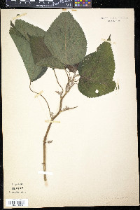 Laportea canadensis image