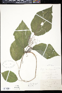 Laportea canadensis image