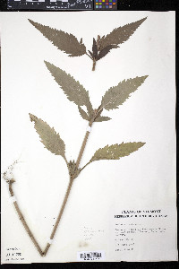 Verbena hastata image