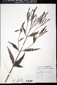 Verbena hastata image