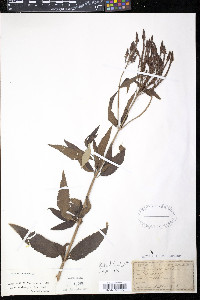 Verbena hastata image