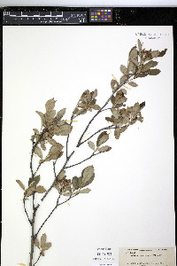 Aronia melanocarpa image