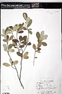 Aronia melanocarpa image