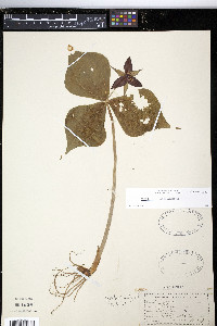 Trillium erectum image