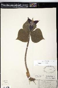 Trillium erectum image