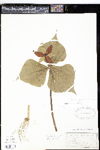 Trillium erectum image