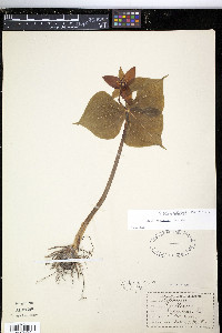 Trillium erectum image