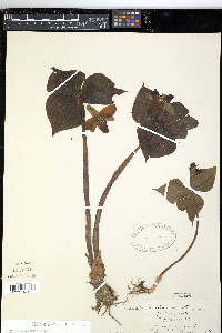 Trillium erectum image